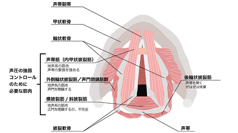 声帯の図